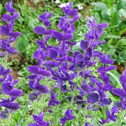 Earthcare Seeds - Clary Sage Blue Monday 500 Seeds Salvia Horminum Heirloom - Open Pollinated