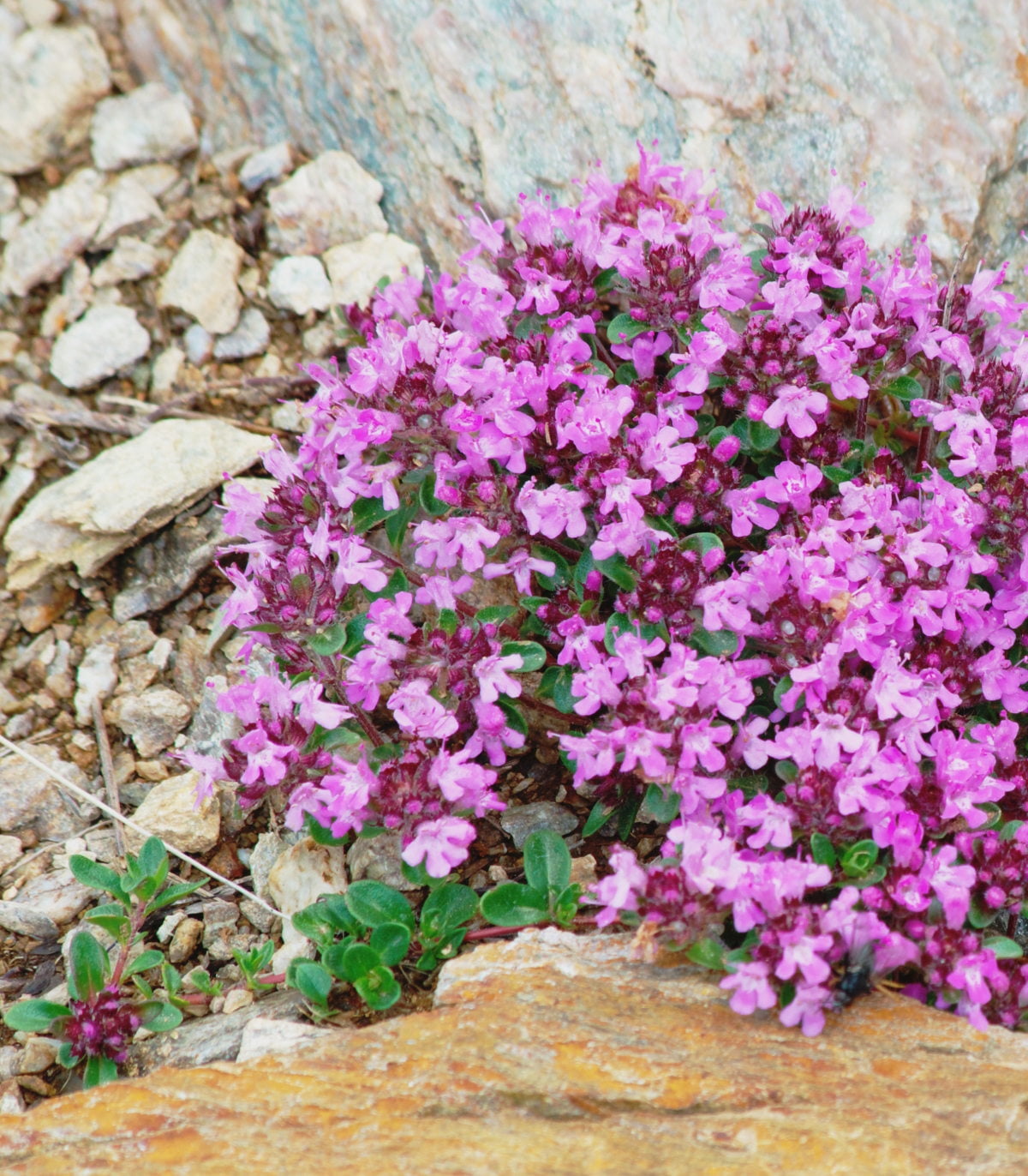 Earthcare Seeds Creeping Thyme 1000 Seeds (Thymus Serpyllum) Heirloom Open Pollinated