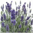 thumbnail image 1 of Earthcare Seeds - English Lavender 500 Seeds (Lavandula Angustifolia) Heirloom - Open Pollinated, 1 of 5