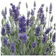 Earthcare Seeds - English Lavender 500 Seeds Lavandula Angustifolia Heirloom - Open Pollinated