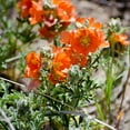 thumbnail image 1 of Earthcare Seeds - Globemallow Munro's 1000 Seeds (Sphaeralcea munroana) Heirloom - Open Pollinated, 1 of 6
