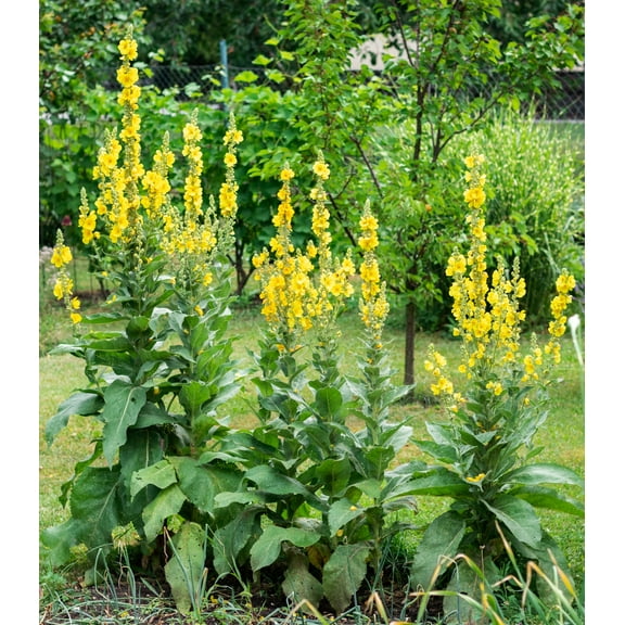 Earthcare Seeds - Great Mullein 1500 Seeds (Verbascum Thapsus) Heirloom - Open Pollinated - Non GMO