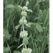 Earthcare Seeds - Horehound True Horehound 100 Seeds Marrubium Vulgare Heirloom - Open Pollinated