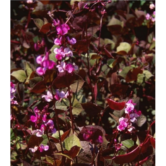 Earthcare Seeds - Hyacinth Bean Red Leaf 15 Seeds (Dolichos Lablab Purpureus) Heirloom - Open Pollinated