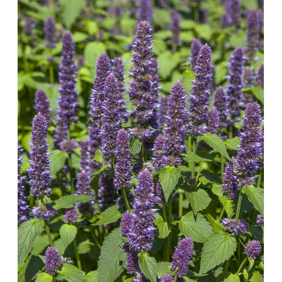 Earthcare Seeds - Hyssop Anise Hyssop 600 Seeds (Agastache Foeniculum) Heirloom - Open Pollinated