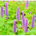 thumbnail image 1 of Earthcare Seeds - Hyssop Purple Giant 2000 Seeds (Agastache Rugosa) Heirloom - Open Pollinated, 1 of 5