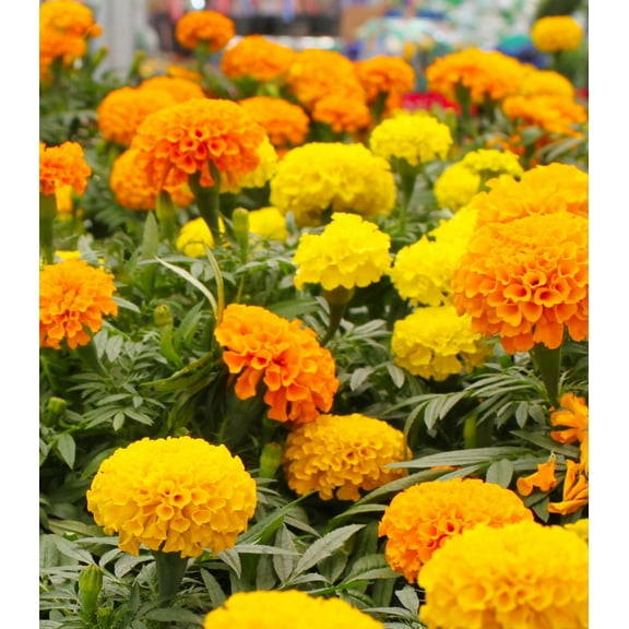 Earthcare Seeds - Marigold Crackerjack 500 Seeds (Tagetes Erecta) 500 Heirloom - Open Pollinated