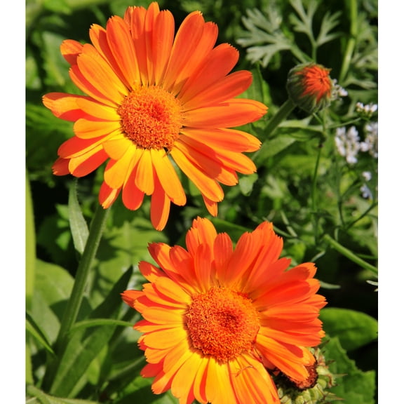 Earthcare Seeds - Marigold English Pot Marigold 500 Seeds (Calendula Officinalis) Heirloom - Open Pollinated