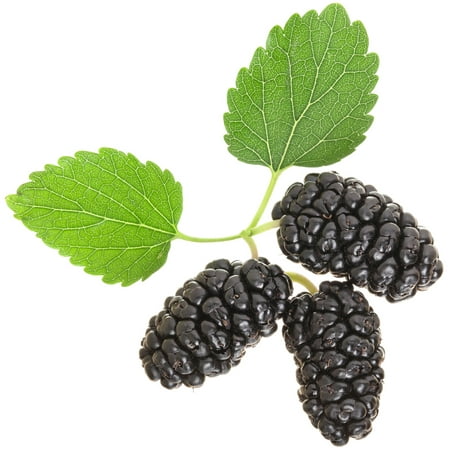 Earthcare Seeds - Mulberry Black 50 Seeds (Morus Nigra) Heirloom - Open Pollinated