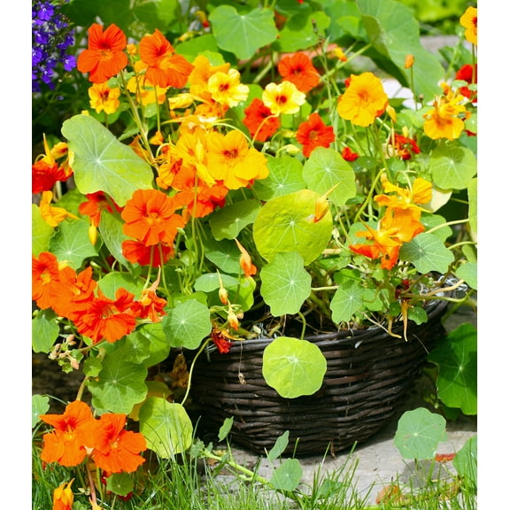 Earthcare Seeds - Nasturtium Jewel Mix 60 Seeds (Tropaeolum Majus) Heirloom - Open Pollinated