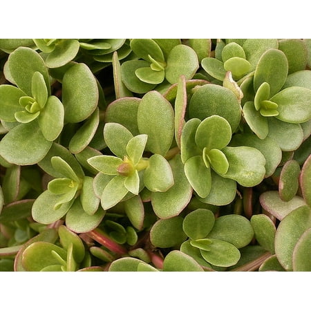 Earthcare Seeds - Purslane Golden 150 Seeds (Portulaca Oleracea) Heirloom - Open Pollinated