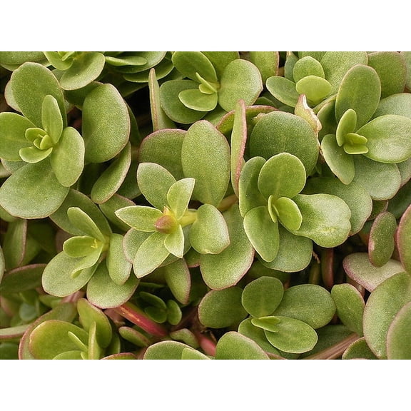 Earthcare Seeds - Purslane Golden 150 Seeds (Portulaca Oleracea) Heirloom - Open Pollinated
