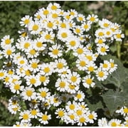 Earthcare Seeds - Pyrethrum Daisy 50 Seeds Tanacetum/Chrysanthemum Cinerariifolium Heirloom - Open Pollinated