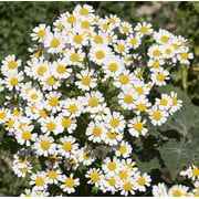 بذور العناية بالأرض - Pyrethrum Daisy 50 Seeds Tanacetum / Chrysanthemum Cinerariifolium Heirloom - Open Pollined