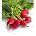 thumbnail image 1 of Earthcare Seeds - Radish Cherry Belle 500 Seeds (Raphanus Sativus) Heirloom - Open Pollinated, 1 of 5