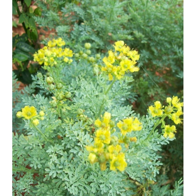 Earthcare Seeds Organic Rue Herb of Grace 150 Heirloom Seeds for ...