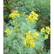 Earthcare Seeds - Rue Herb of Grace 150 Seeds Ruta Graveolens Heirloom - Open Pollinated