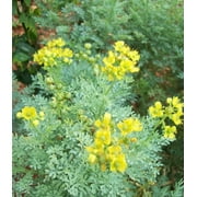 Earthcare Seeds - Rue Herb of Grace 150 Seeds Ruta Graveolens Heirloom - Open Pollinated