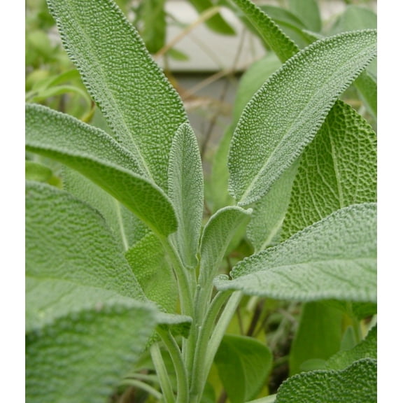 Earthcare Seeds - Sage Culinary Herb 125 Seeds (Salvia Officinalis) Heirloom - Open Pollinated