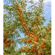 Earthcare Seeds - Sea Buckthorn 100 Seeds Hippophae Rhamnoides Heirloom - Open Pollinated