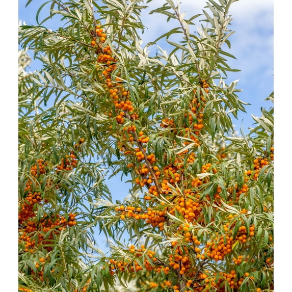 Earthcare Seeds - Sea Buckthorn 100 Seeds (Hippophae Rhamnoides) Heirloom - Open Pollinated