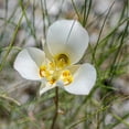thumbnail image 1 of Earthcare Seeds - Sego Lily 25 Seeds (Calochortus nuttallii) Heirloom - Open pollinated, 1 of 7