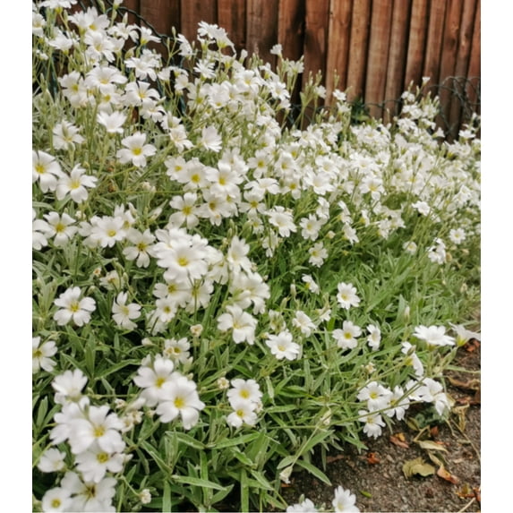 Earthcare Seeds - Snow in Summer 1500 Seeds (Cerastium Tomentosum) Heirloom - Open Pollinated