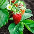 thumbnail image 1 of Earthcare Seeds Strawberry Alexandria Alpine 125 Seeds (Fragaria vesca) Heirloom - Non GMO - Open Pollinated, 1 of 6