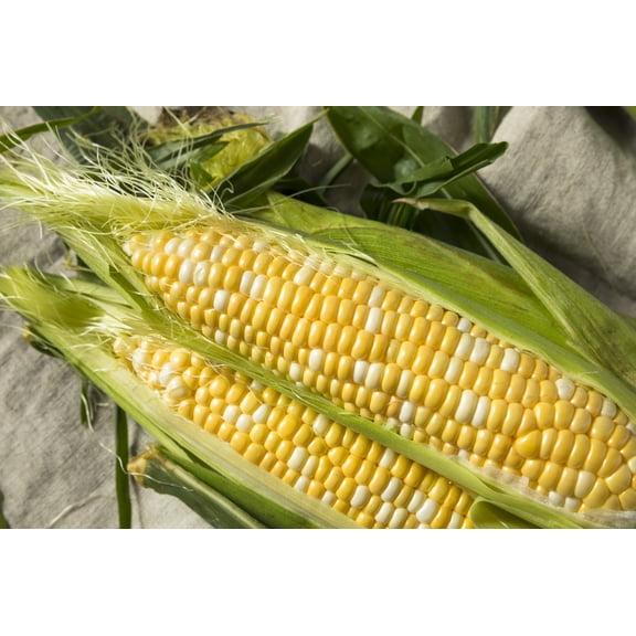 Earthcare Seeds - Sweet Corn Peaches and Cream 100 Seeds (Zea Mays) Heirloom - Open Pollinated - Non GMO - Untreated Seed