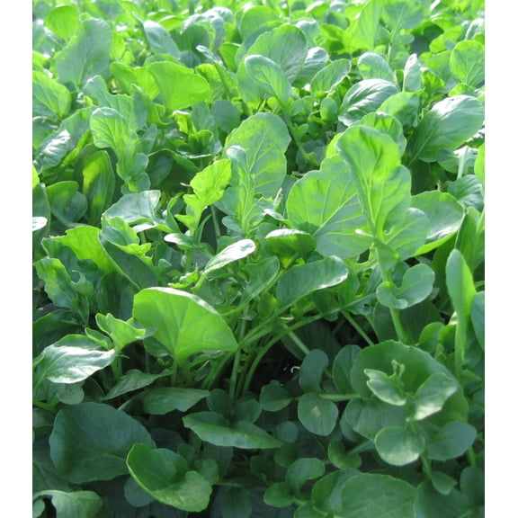Earthcare Seeds - Upland Cress 1000 Seeds (Barbarea Verna) Heirloom - Open Pollinated