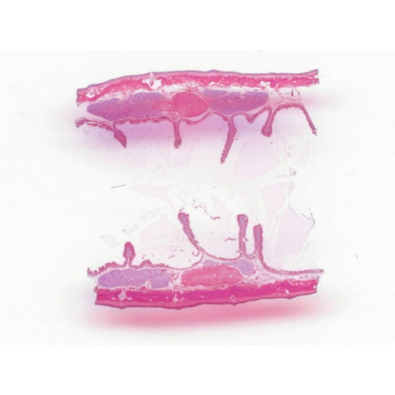 Earthworm (Anellids), 9th-16th Segments, Showing Sex Organs; Longitudinal Section by Go Science Crazy