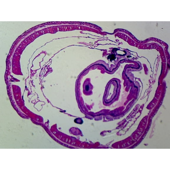 Earthworm Setae; Cross Section; M Stain by Go Science Crazy