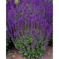 thumbnail image 1 of East Friesland Salvia - Meadow Sage - Deep Blue - DWARF - Quart Pot, 1 of 4