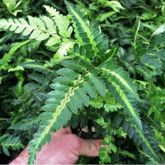 East Indian Holly Fern - Live Plant in a 6 Inch Grower's Pot - Arachniodes Simplicior - Exotic Easy Care Textured Ferns from Florida