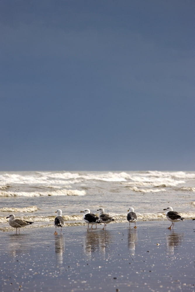 East Riding Yorkshire England Terns And Gulls On The Foreshore Canvas Art - John Short Design Pics (12 x 19)