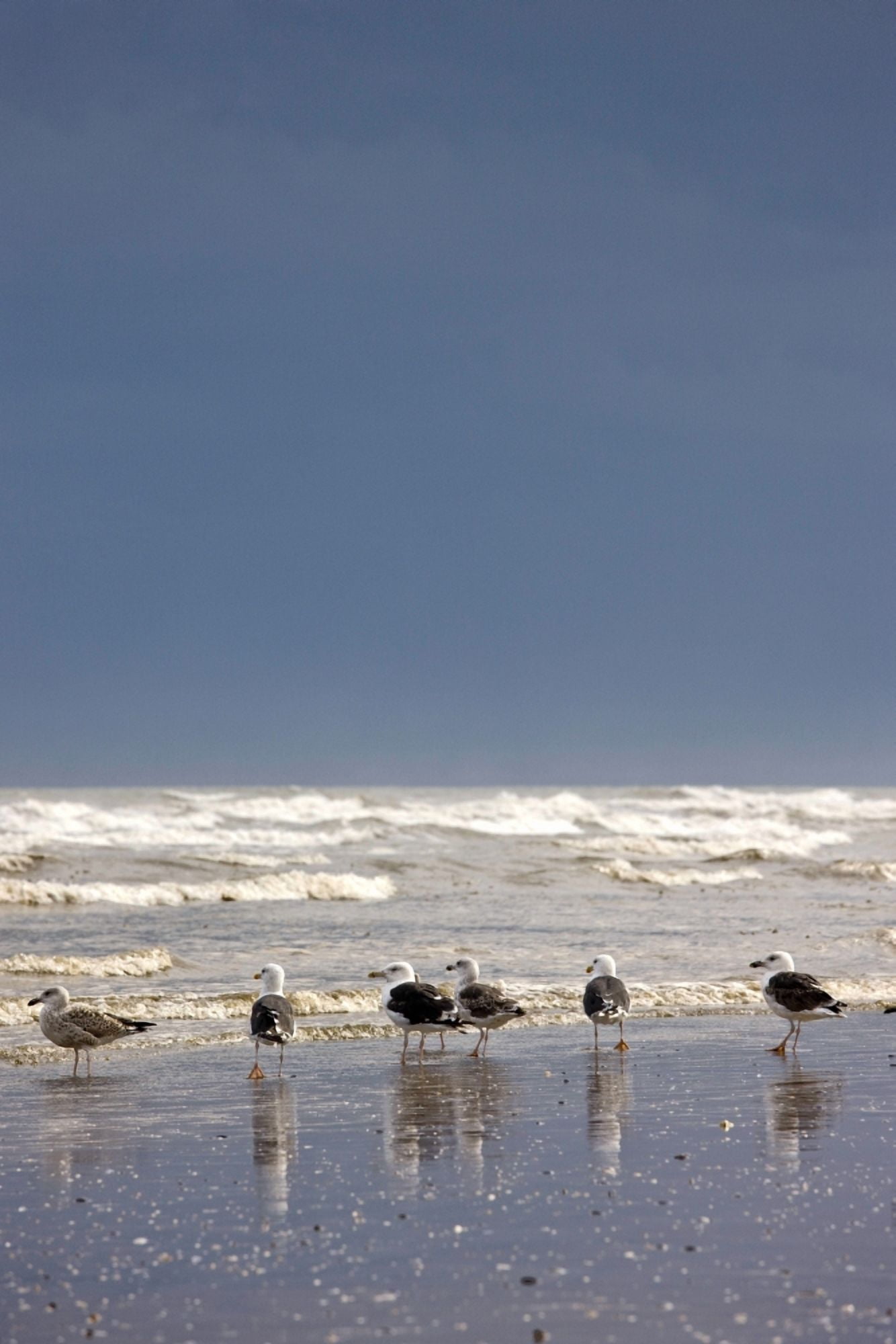 East Riding Yorkshire England Terns And Gulls On The Foreshore Canvas Art - John Short Design Pics (24 x 38)