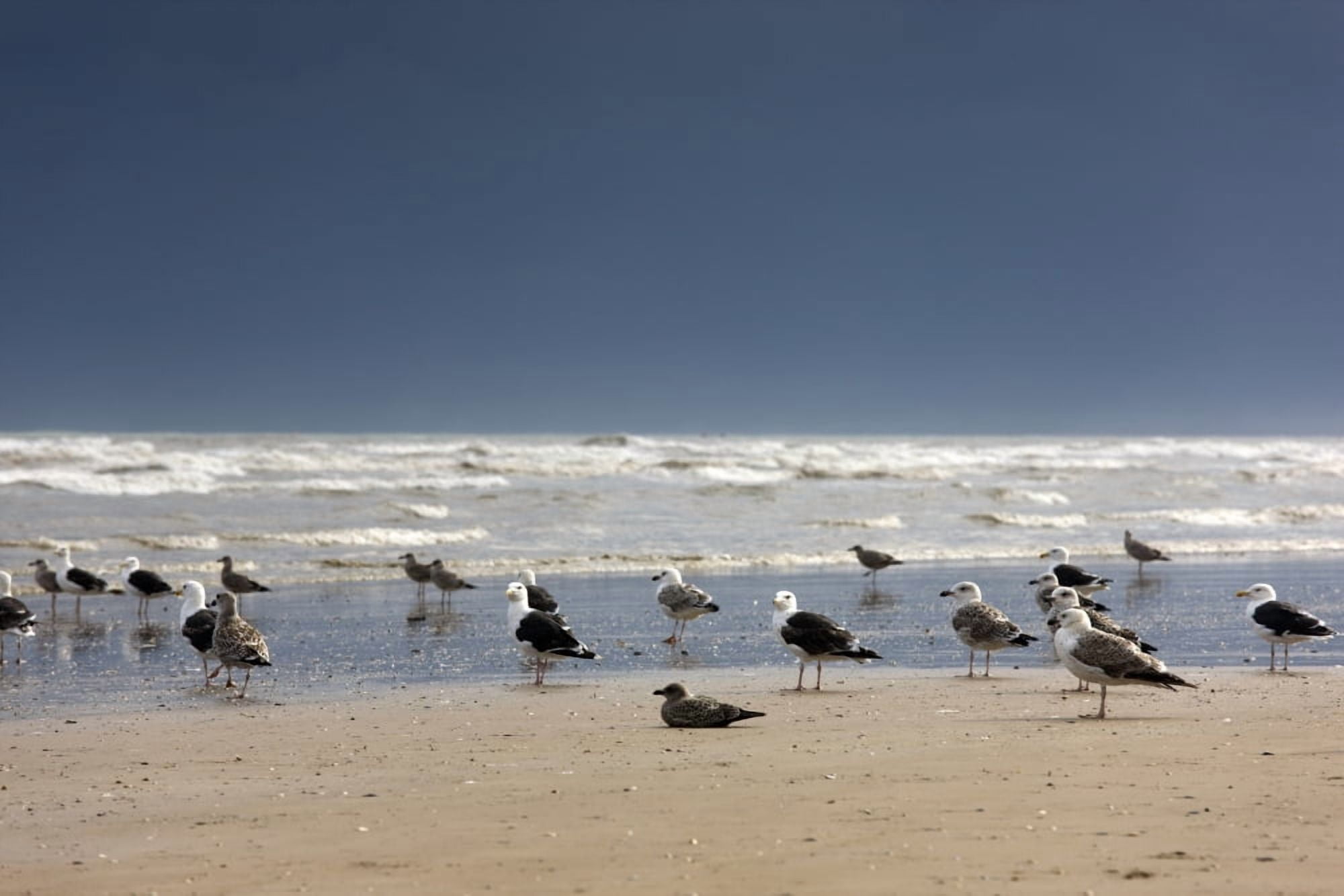 East Riding Yorkshire England Terns And Gulls On The Foreshore Canvas Art - John Short Design Pics (36 x 24)