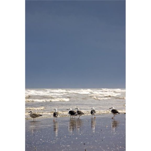 East Riding Yorkshire England - Terns & Gulls On The Foreshore Poster Print - Large - 24 x 38