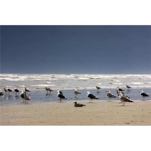 East Riding Yorkshire England - Terns & Gulls On The Foreshore Poster Print, Large - 36 x 24