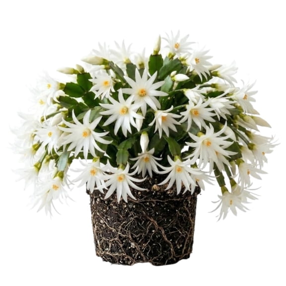 Easter Cactus Plant Live, Easter Cactus Plant Live Indoor, 5 - 7 Inc Tall, Vibrant Bloom, Holiday Cactus for Home and Office Display (White)