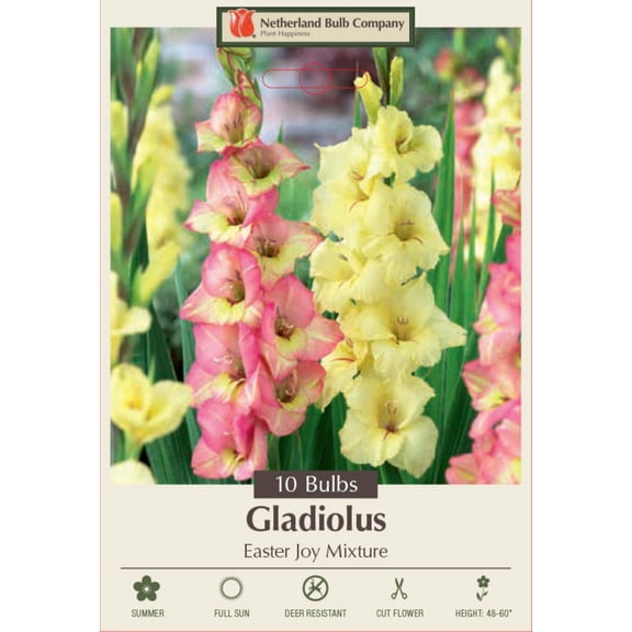 Easter Joy Mix Large Flowering Gladiolus 10 Bulbs 12/14 cm