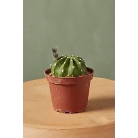 Easter Lily Cactus - 1 Live Starter Plant - Echinopsis Ancistrophora - Beautiful Compact Textured Houseplant