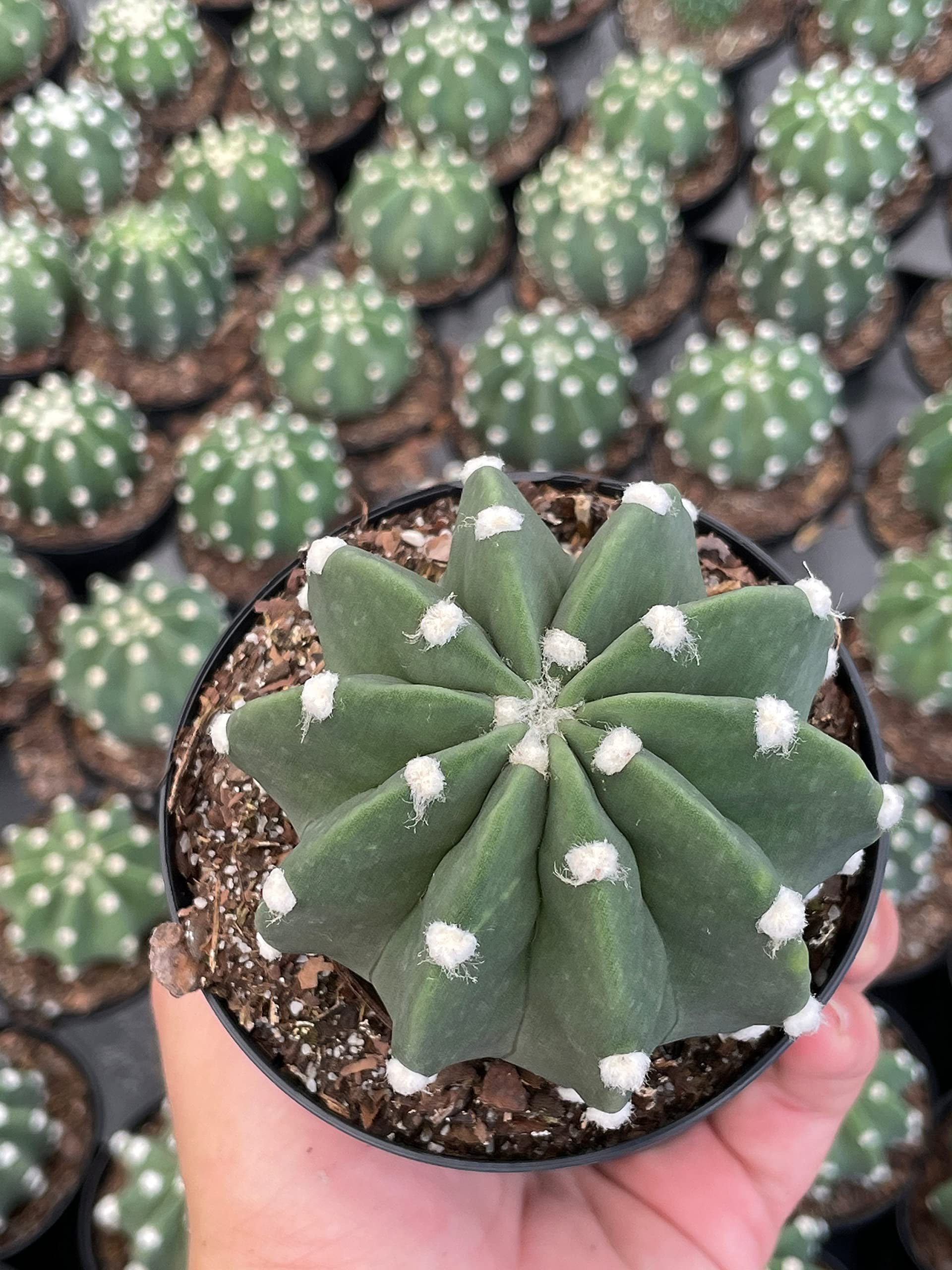 Easter Lily Cactus, Echinopsis subdenudata, Domino Cactus, Sand-Dollar  Cactus, Astrophytum Asterias in a 4 inch Pot - Walmart.com