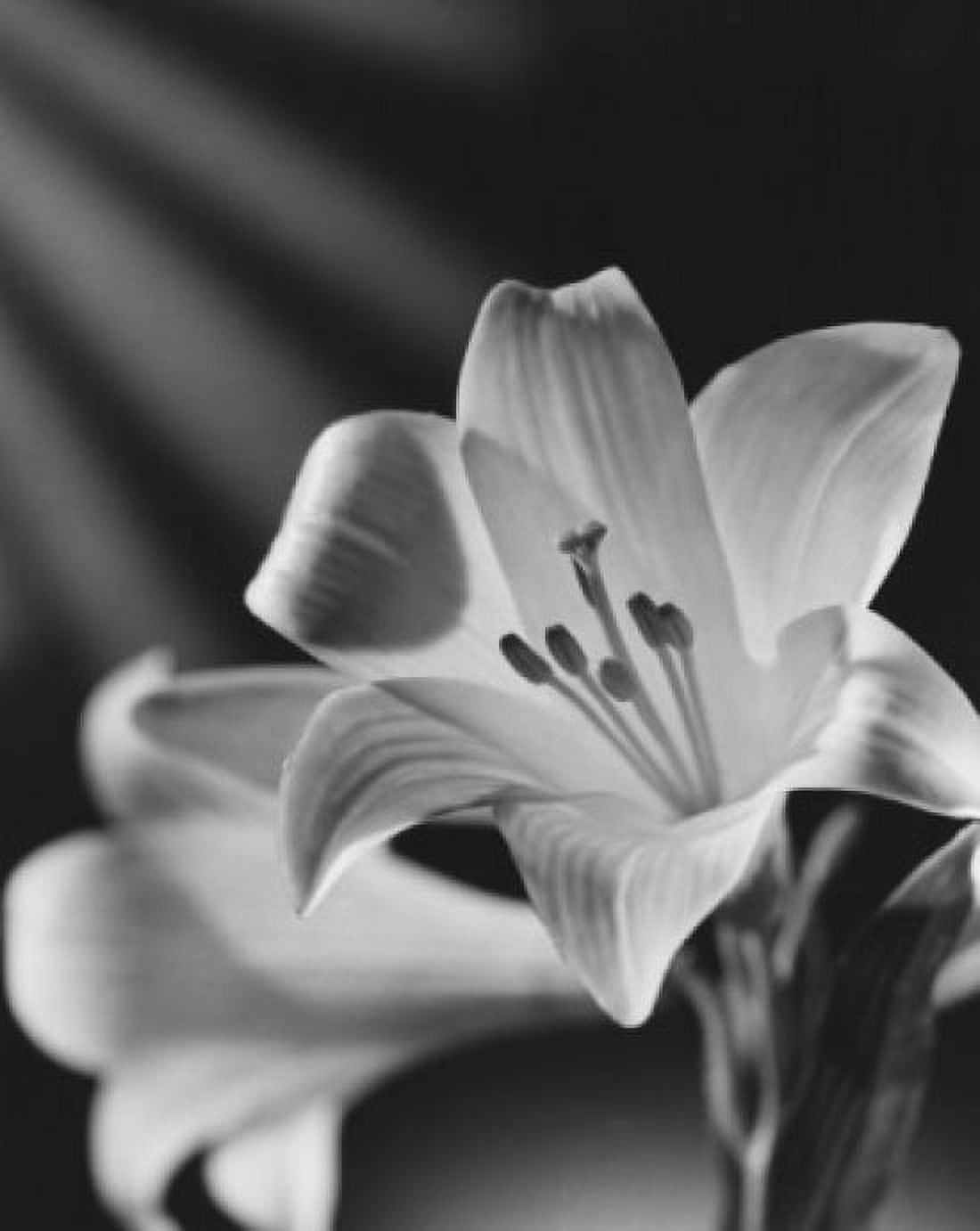 Easter Lily Canvas Art - (24 x 36)