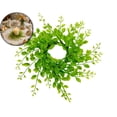 thumbnail image 1 of Easter Small Candle Ring Wreath Mini Pillar Candle Holder Wreath Artificial Berries Spring Wreath for Home Kitchen Front Door Window Porch Wall Table Cnterpieces Decor, 1 of 5