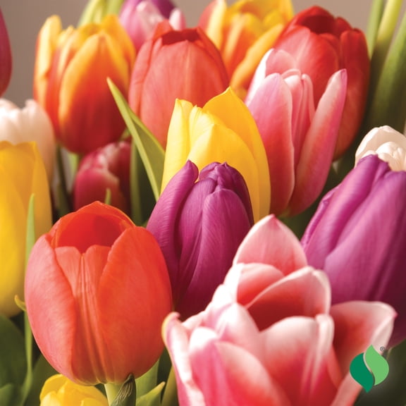 DeGroot Easter Mix Tulip Flower Plant Bulbs (12 Count)