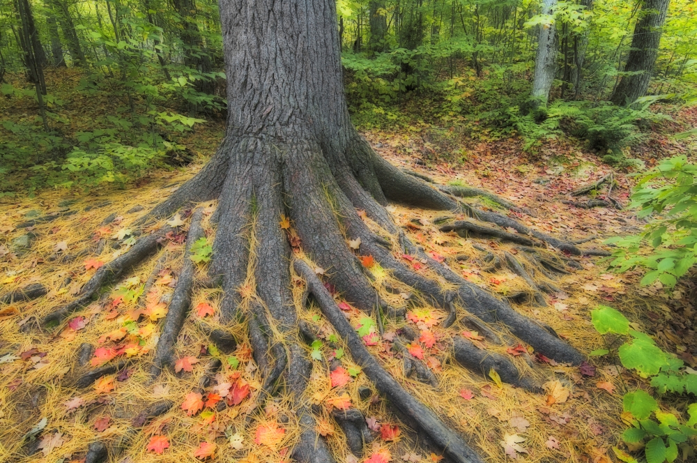 Easter White Pine Tree Trunk Surrounded By Autumn Sugar Maple Leaves Algonquin Provincial Park Ontario Canada Canvas Art - Thomas Kitchin & Victoria Hurst Design Pics (34 x 22)