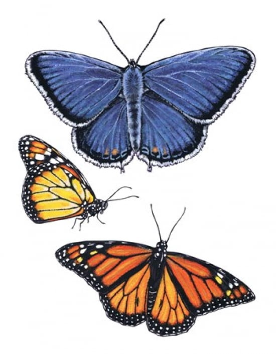 Eastern Blue & Monarch Butterfly Canvas Art - Marilyn Barkhouse (19 x 24)