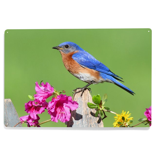 Eastern Bluebird (12x18 Aluminum Art, Indoor Outdoor Metal Sign Decor