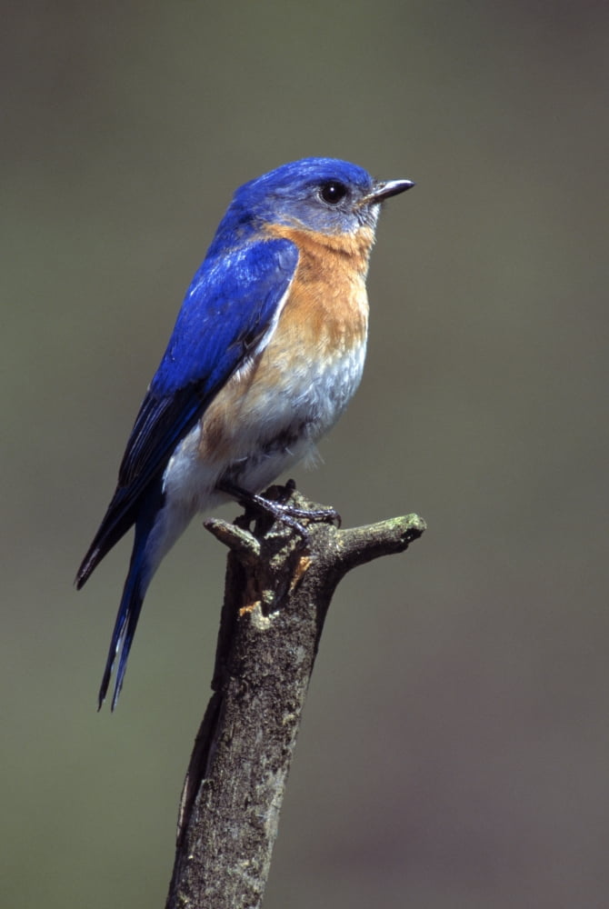 Eastern Bluebird Canvas Art - Natural Selection Bill Byrne Design Pics (12 x 18)